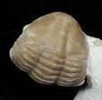 Enrolled Asaphus Kotlukovi Trilobite Fossil - Russia #31301-3